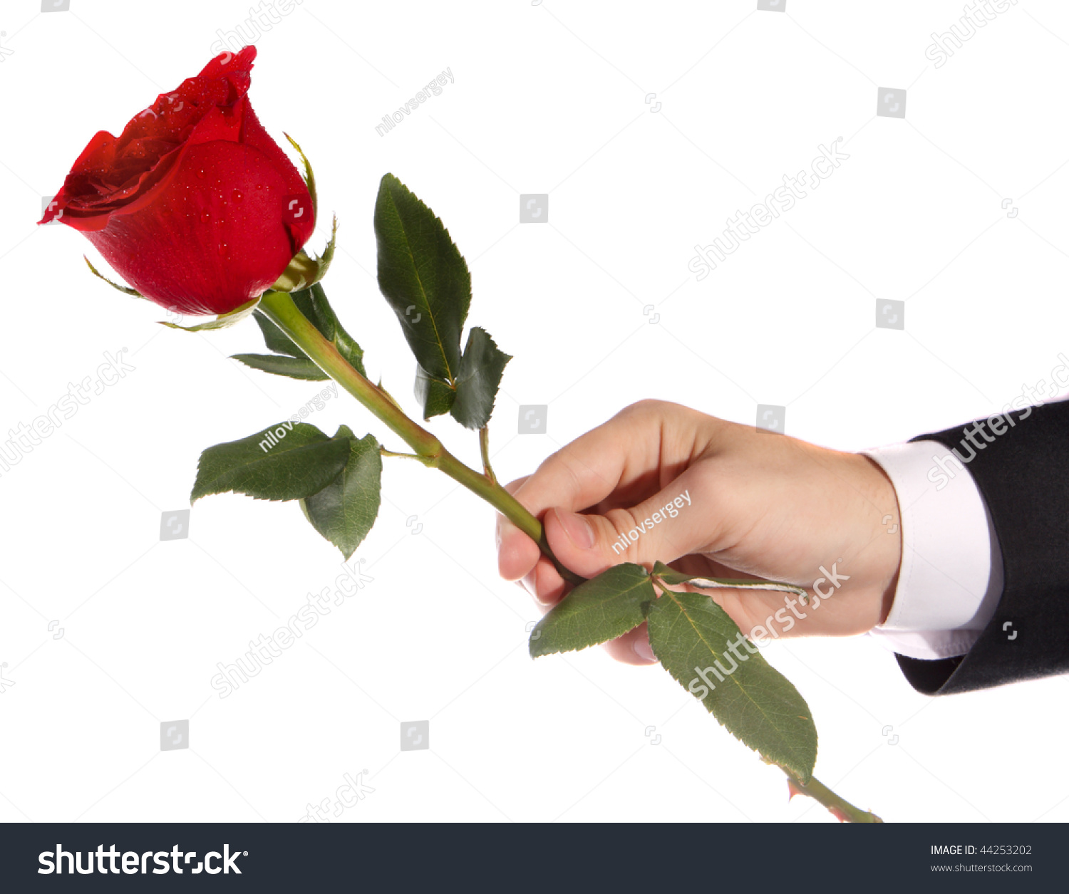 Можно дарить один цветок. Дарит розу. Цветок на руку..