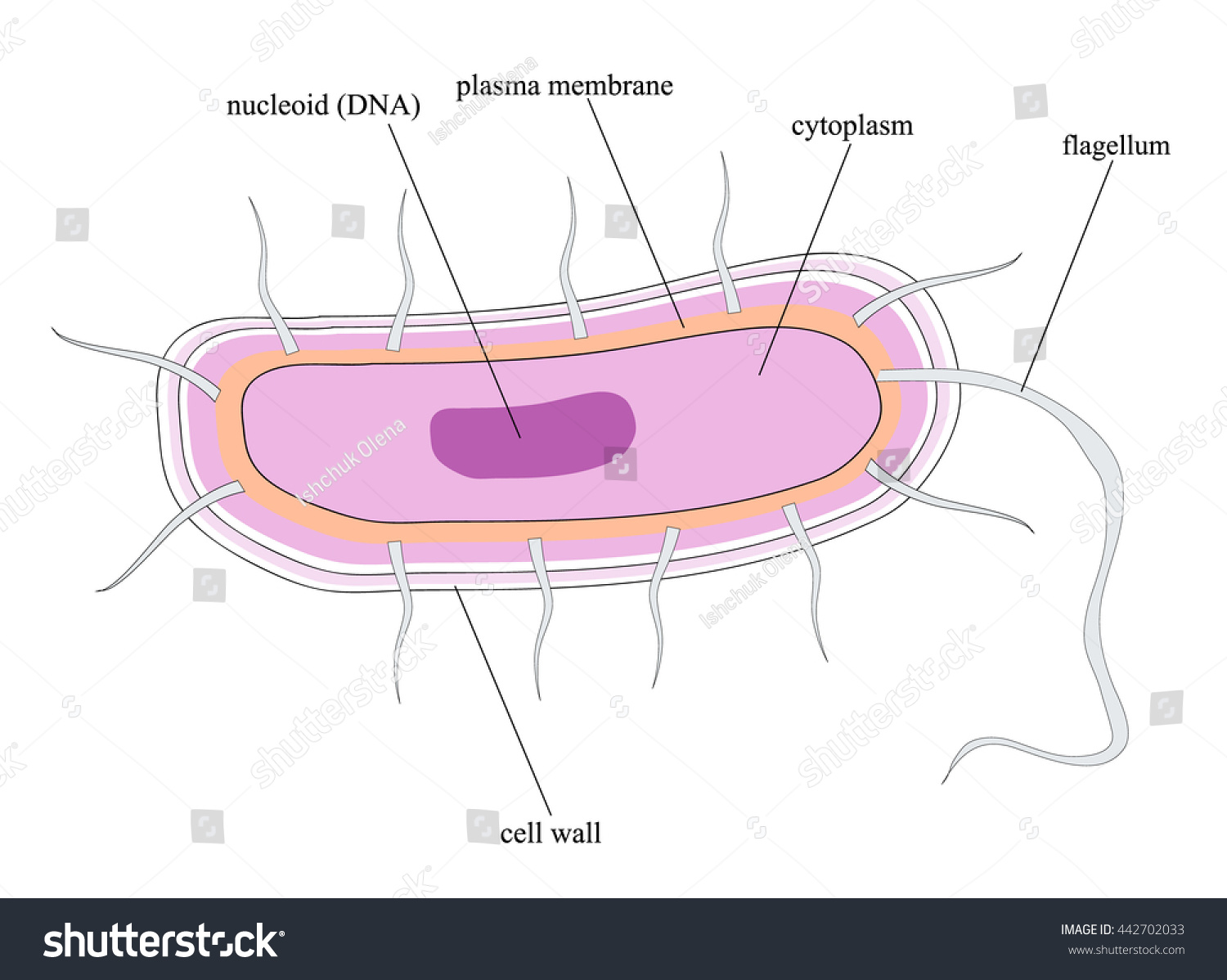 Structure Bacterial Cell Stock Vector (Royalty Free) 442702033 ...