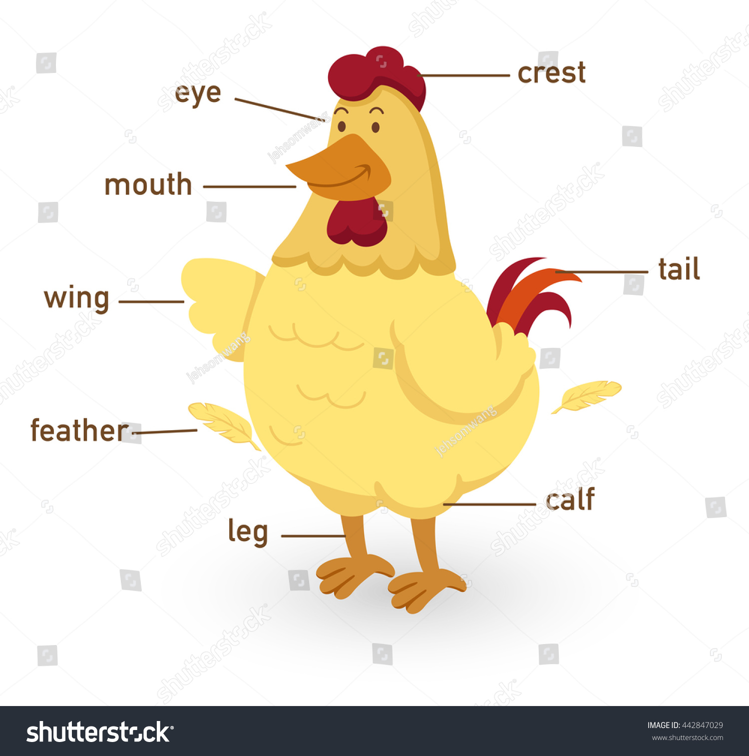 Illustration Chicken Vocabulary Part Body Vector Stock Vector (Royalty ...