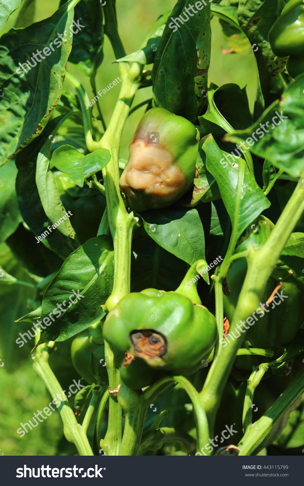 Bell Pepper Problems Disease Stock Photo 443115799 Shutterstock   Stock Photo Bell Pepper Problems Disease 443115799 