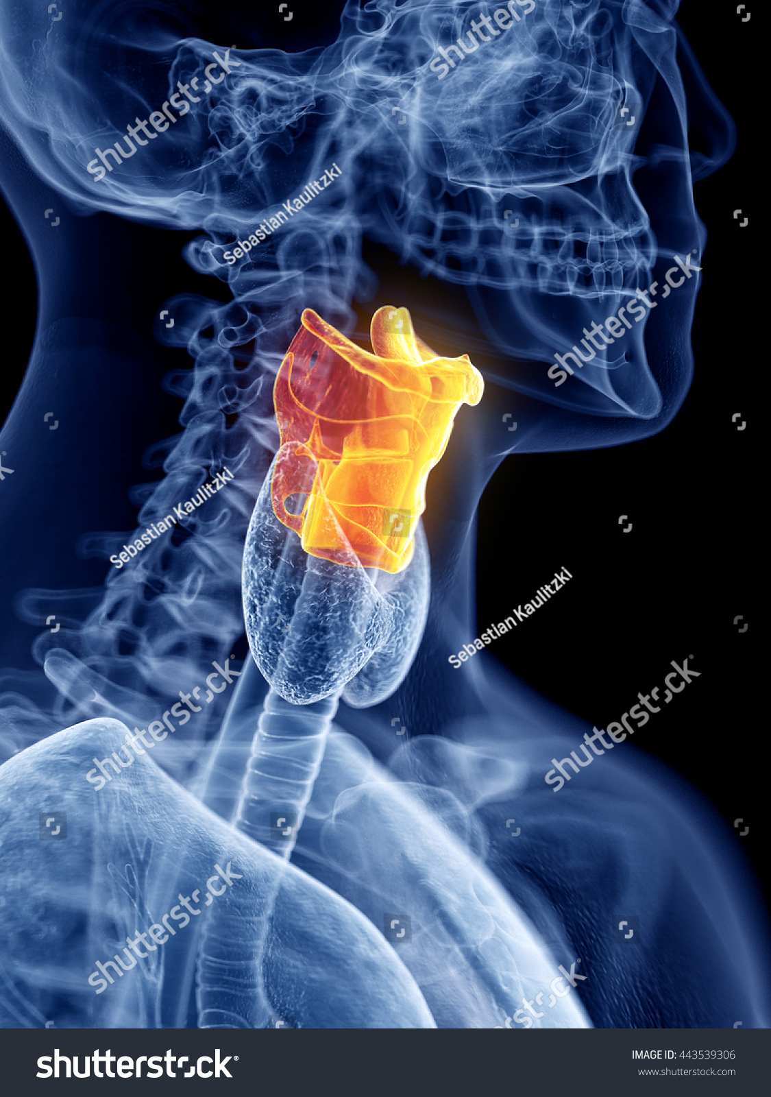 3d Rendered Medically Accurate Illustration Larynx Stock Illustration ...