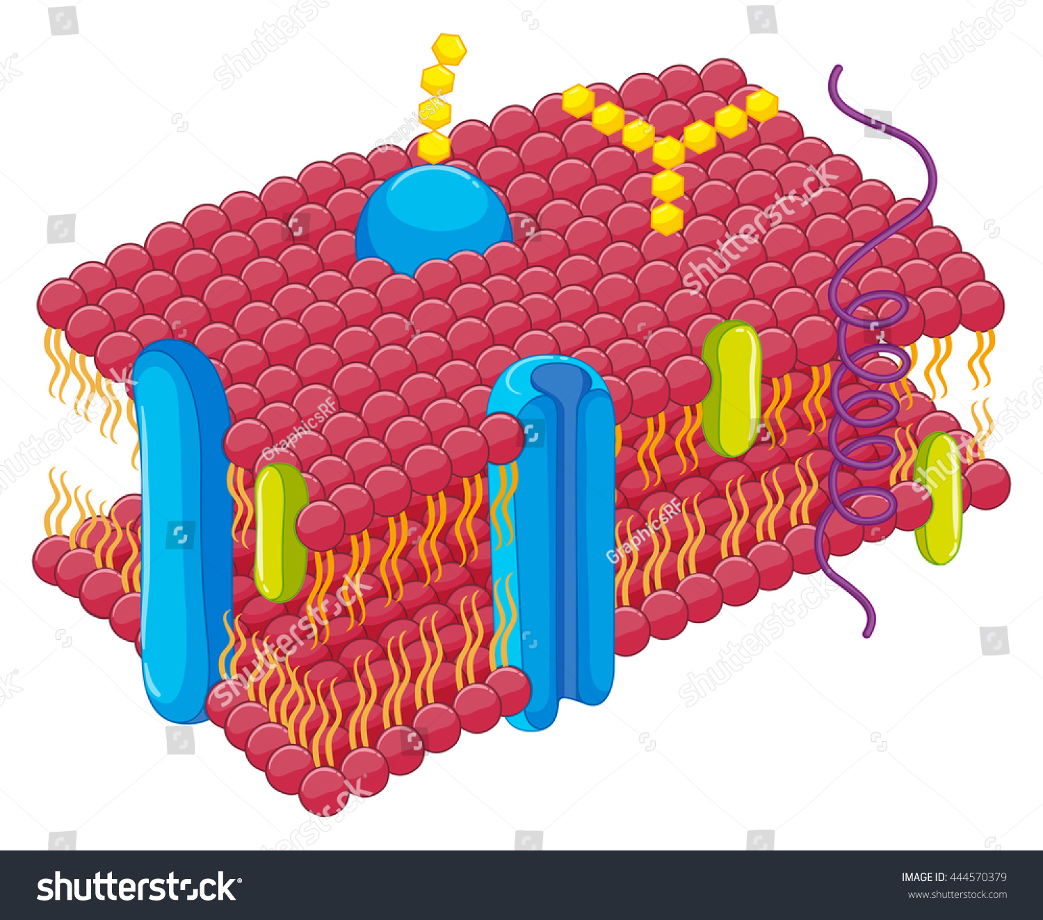 Cell Membrane Closer Look Illustration Stock Vector (Royalty Free ...