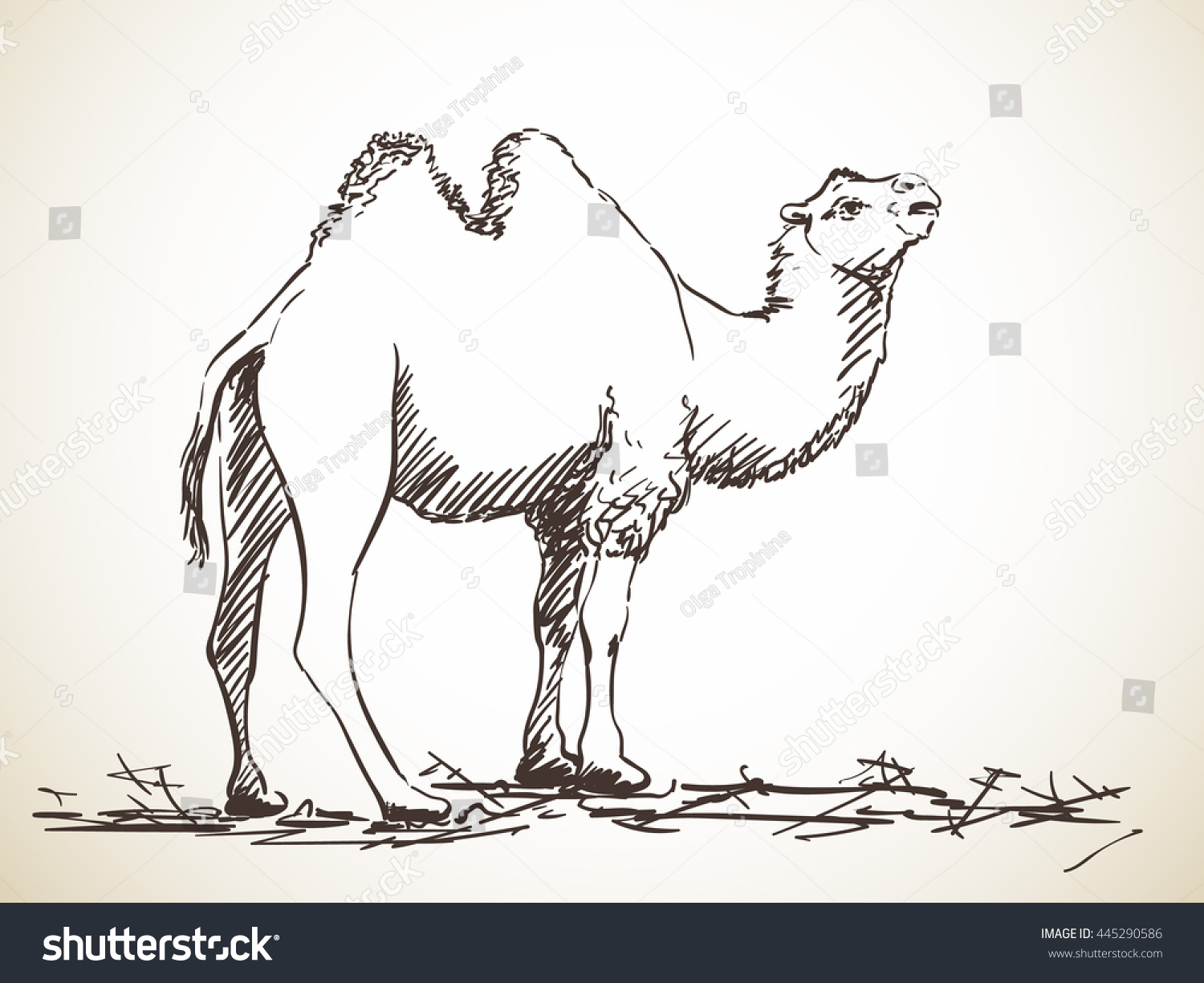 Верблюд с тремя горбами для рисования