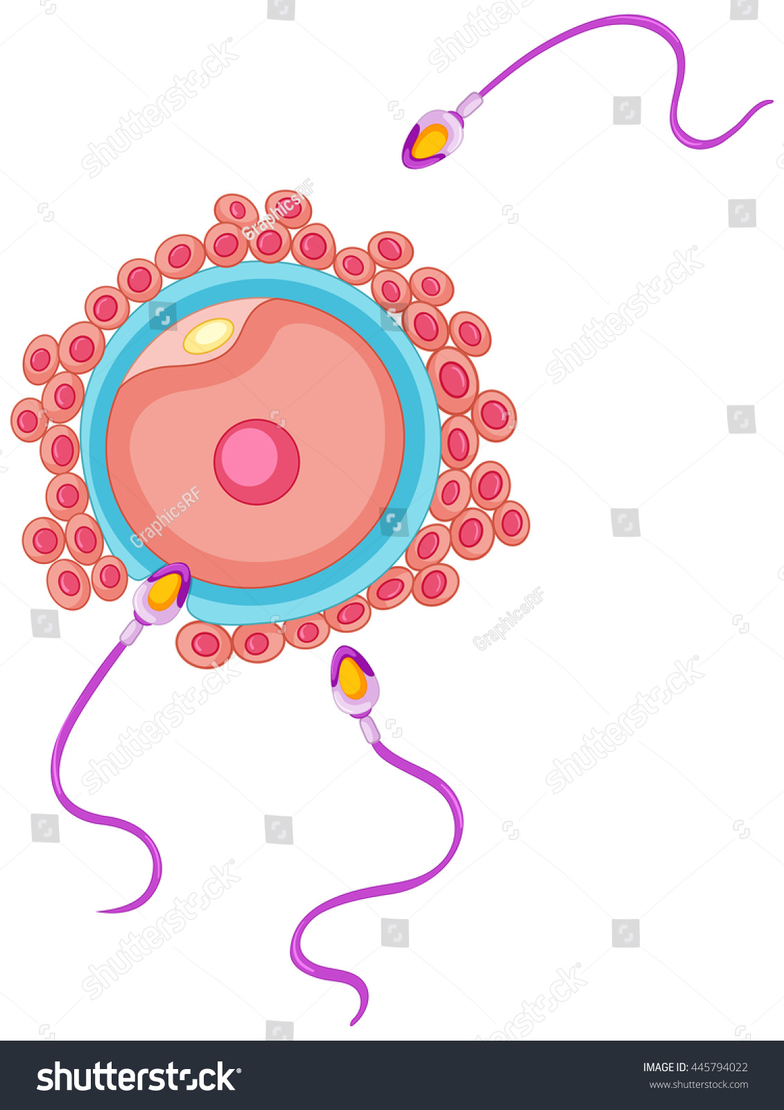 Egg Sperm Fertilisation Process Illustration Stock Vector (Royalty Free ...