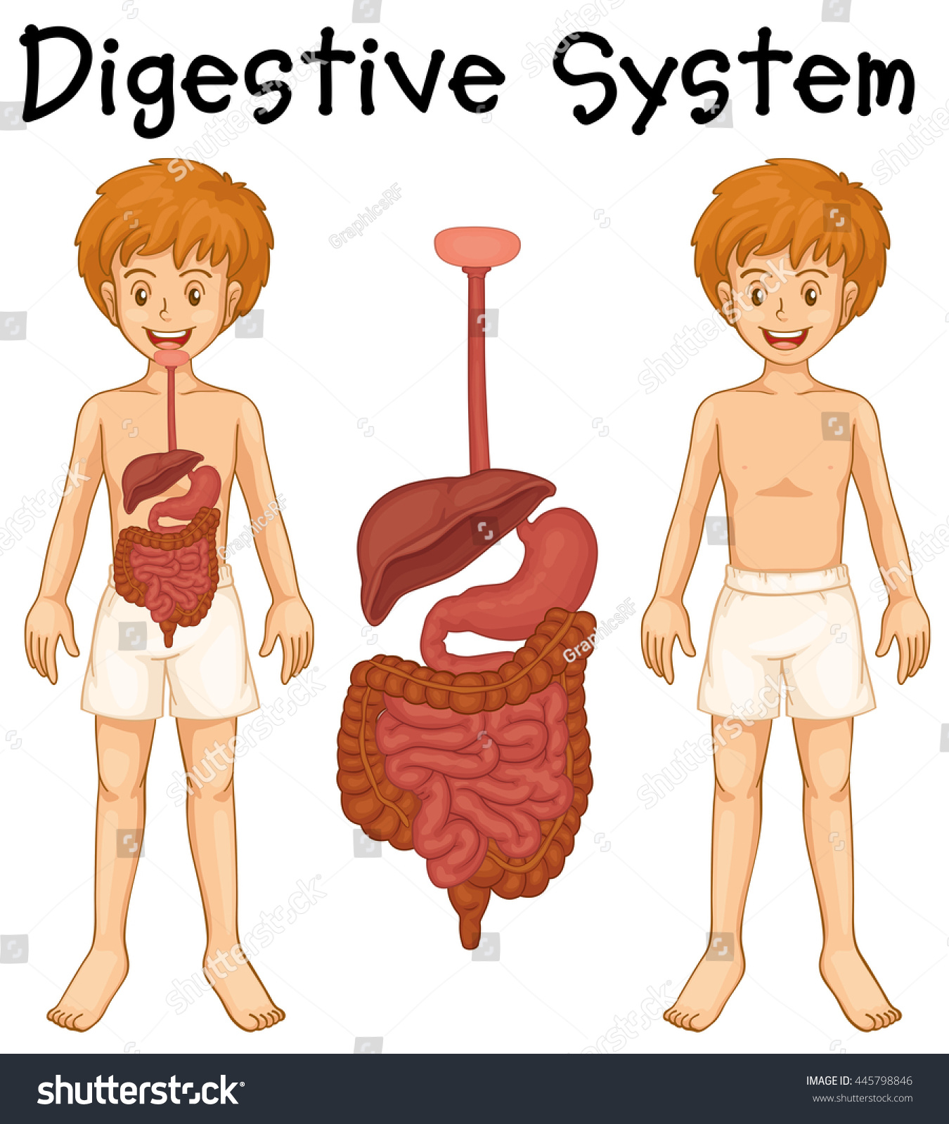 Digestive System Human Boy Illustration Stock Vector (Royalty Free ...