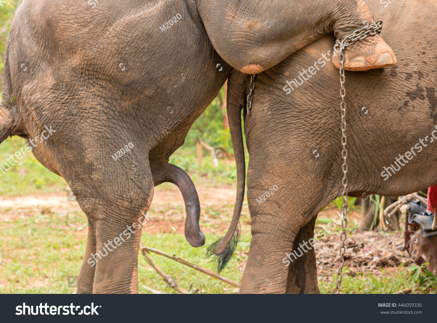человек трахает слона фото 82