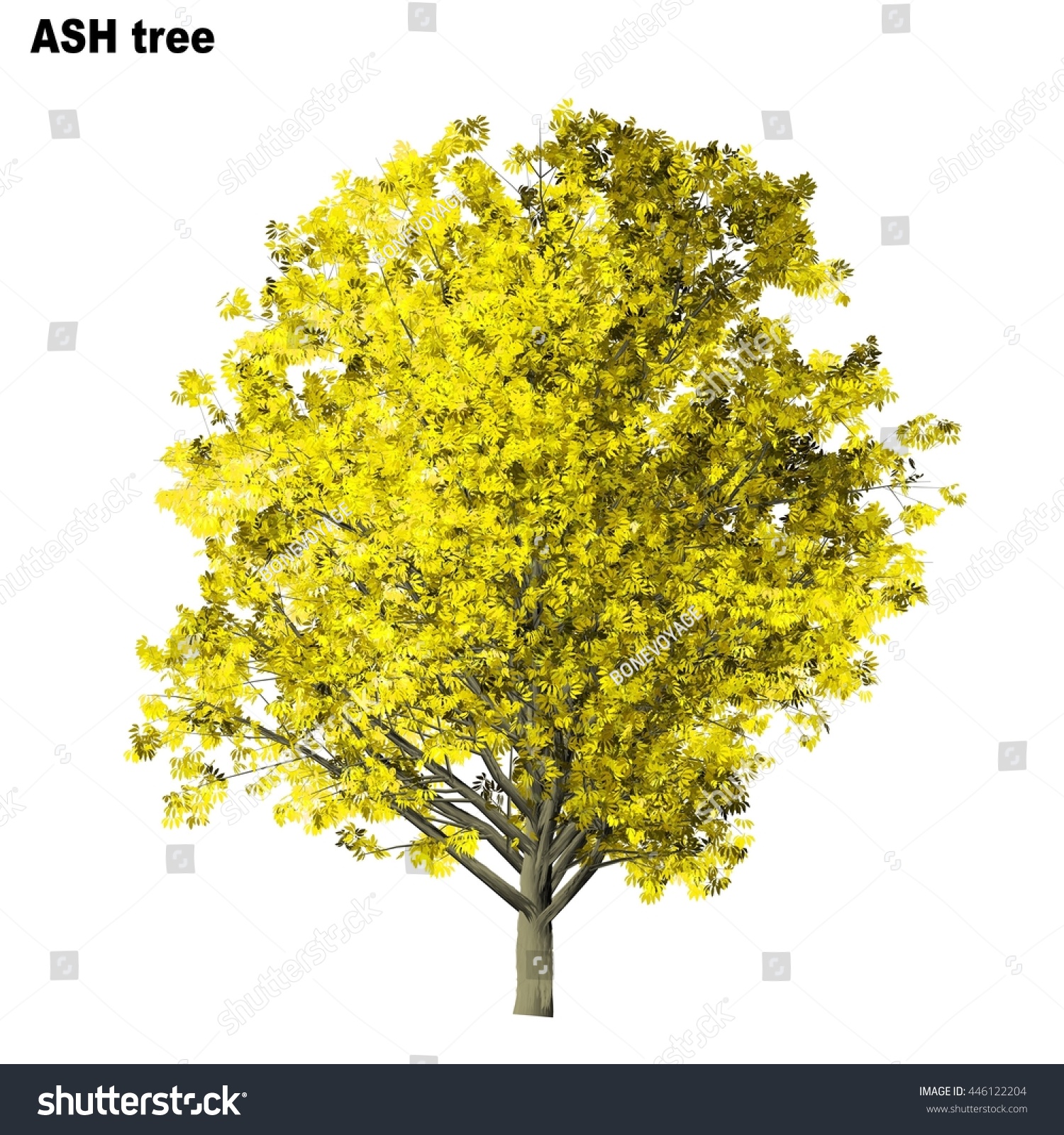 Ash Tree Isolated On White Background Stock Illustration 446122204