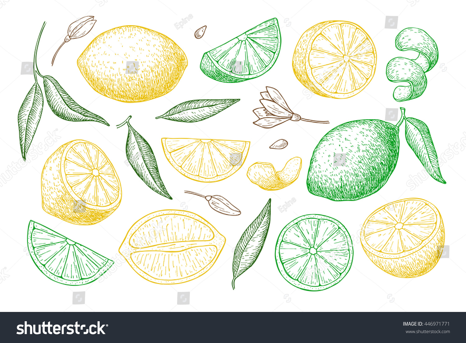 Лимон рисунок от руки