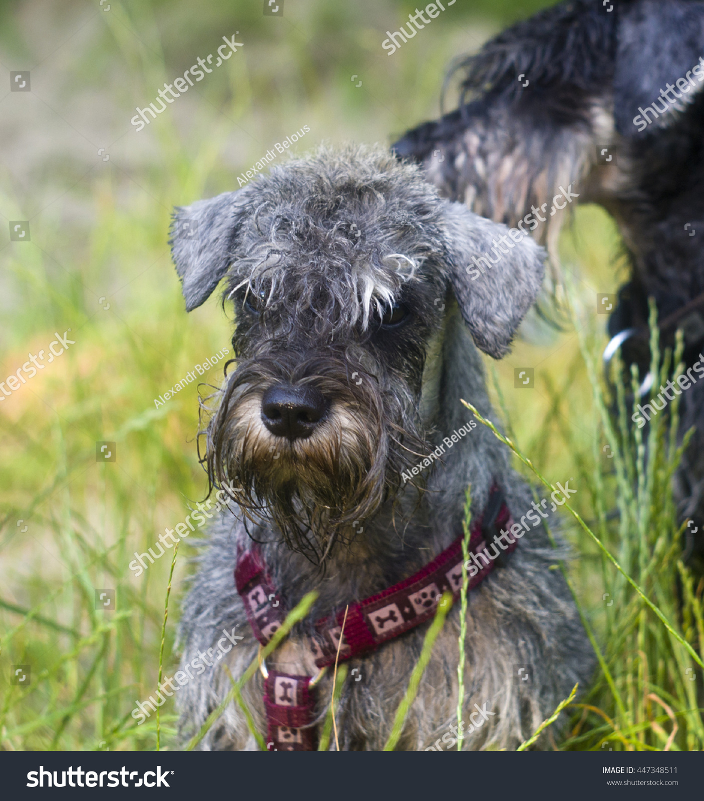 can mini schnauzers swim