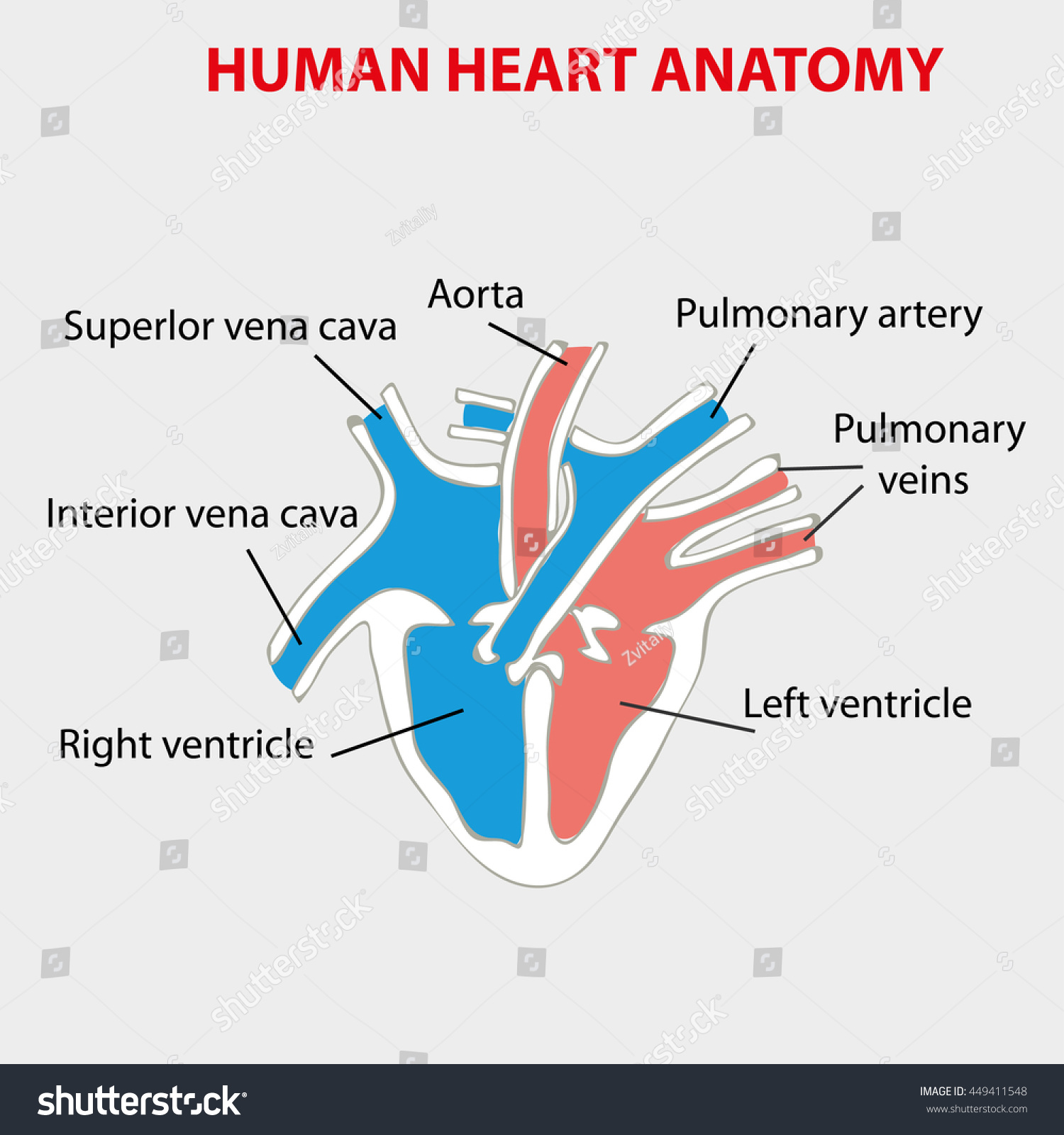 Heart Human Anatomy Part Human Heart Stock Vector (Royalty Free ...