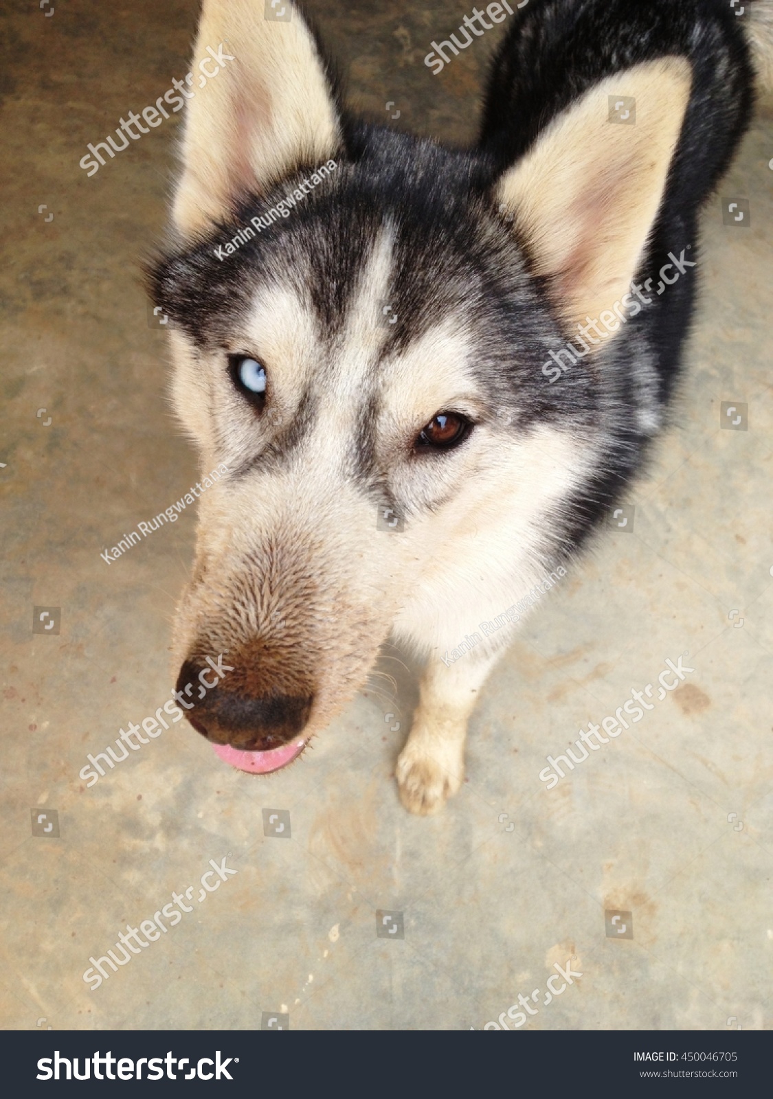 siberian husky 2 different colored eyes