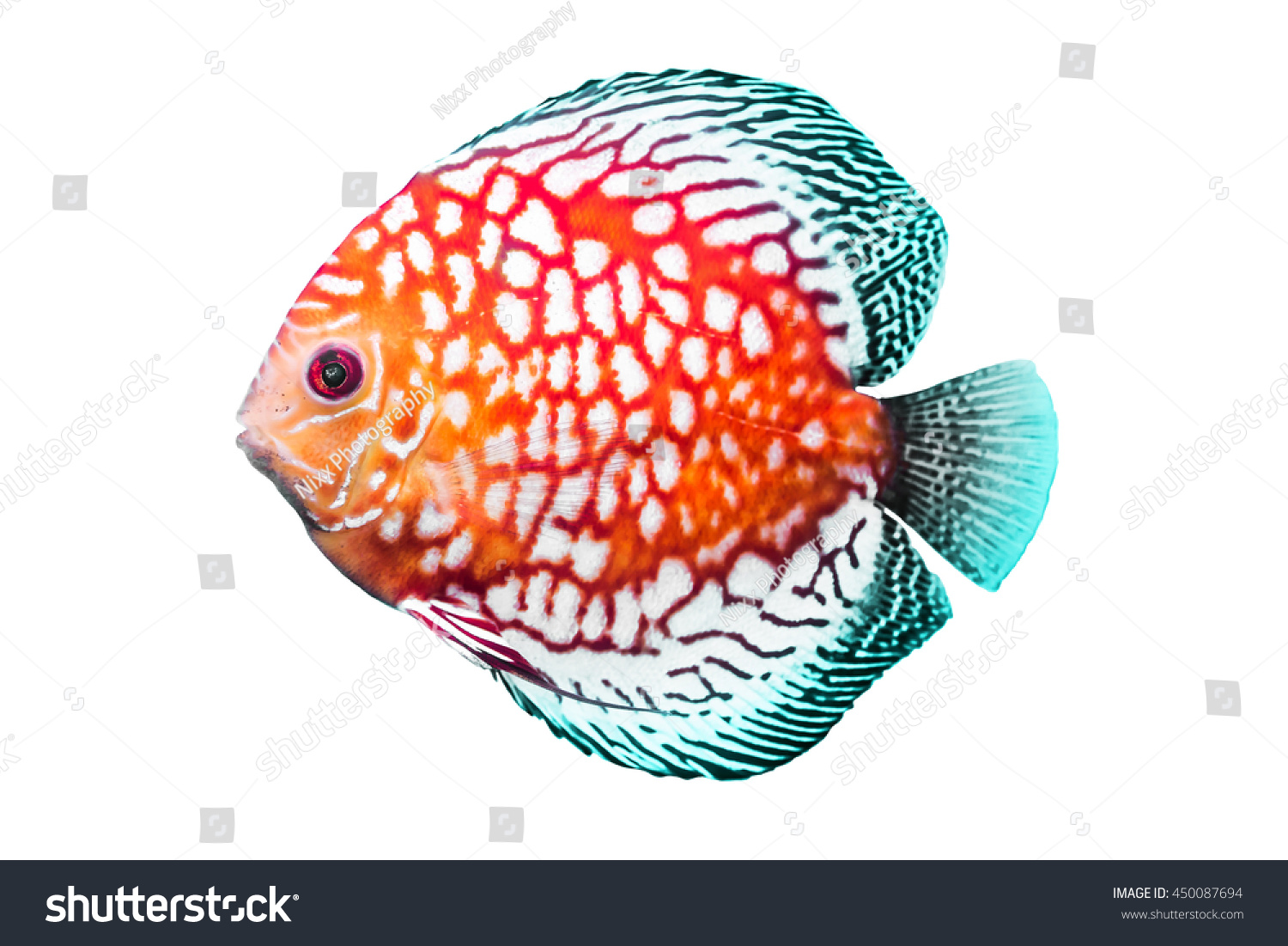 discus-fish-pompadour-fish-symphysodon-fish-450087694-shutterstock