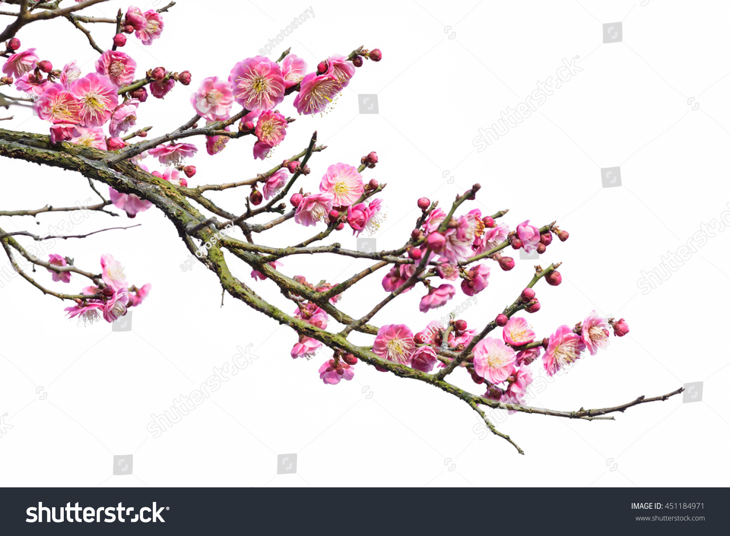 Plum Blossom Isolated On White Background Stock Photo 451184971 ...