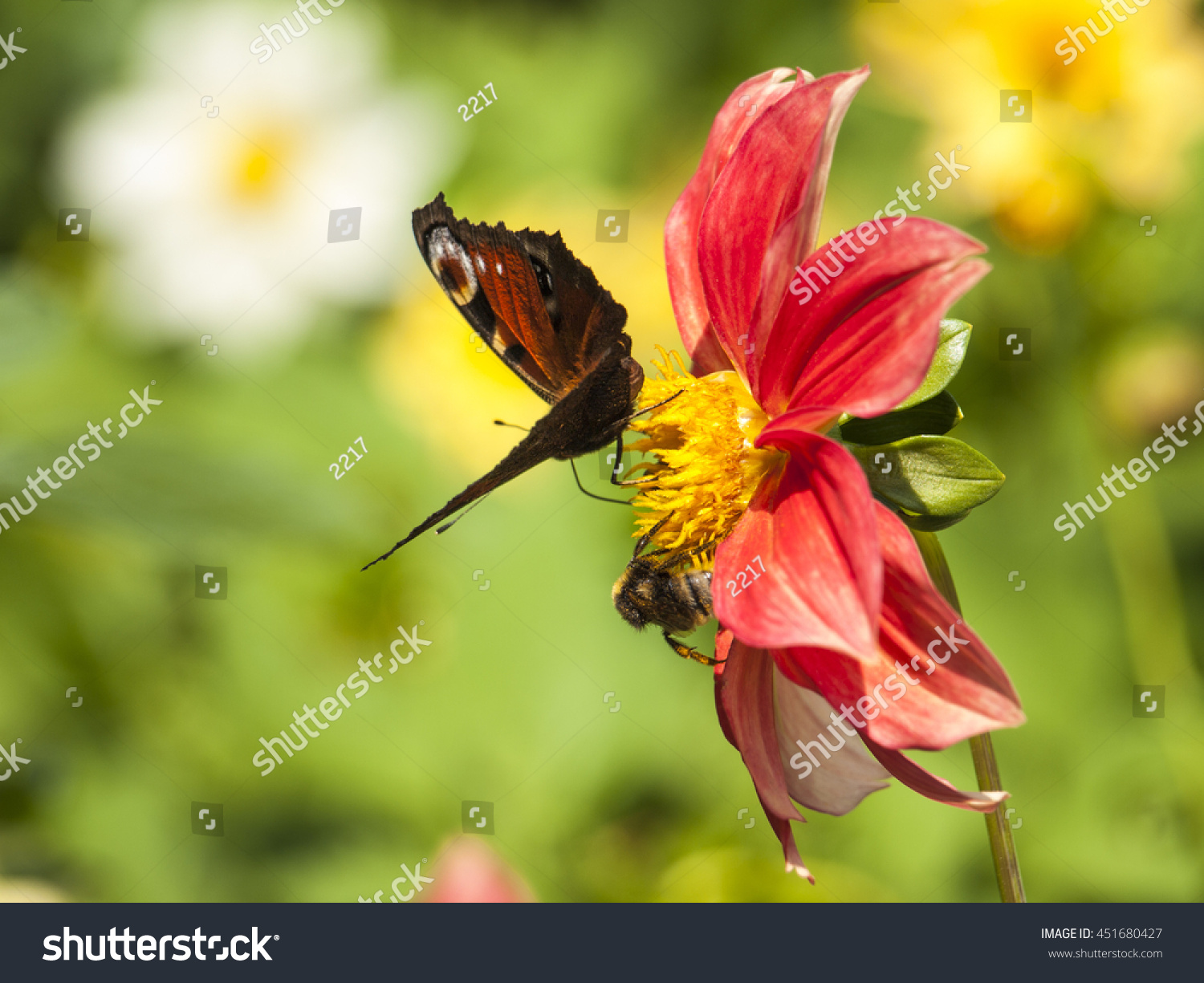 Close Garden Summer Flower Bee Butterfly Stock Photo 451680427 ...