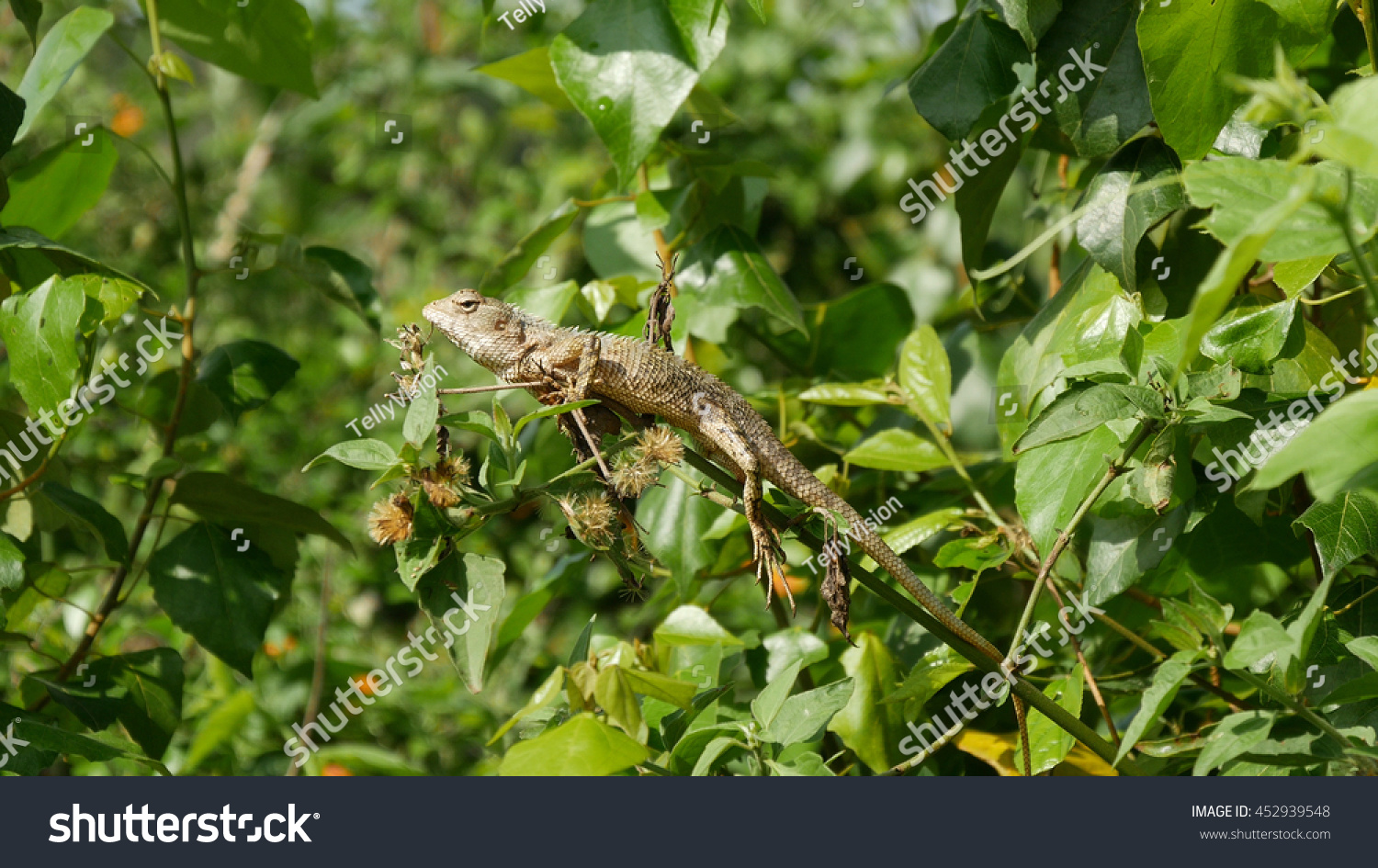 Calotes Indian Lizard Tree Sri Lanka Stock Photo 452939548 | Shutterstock