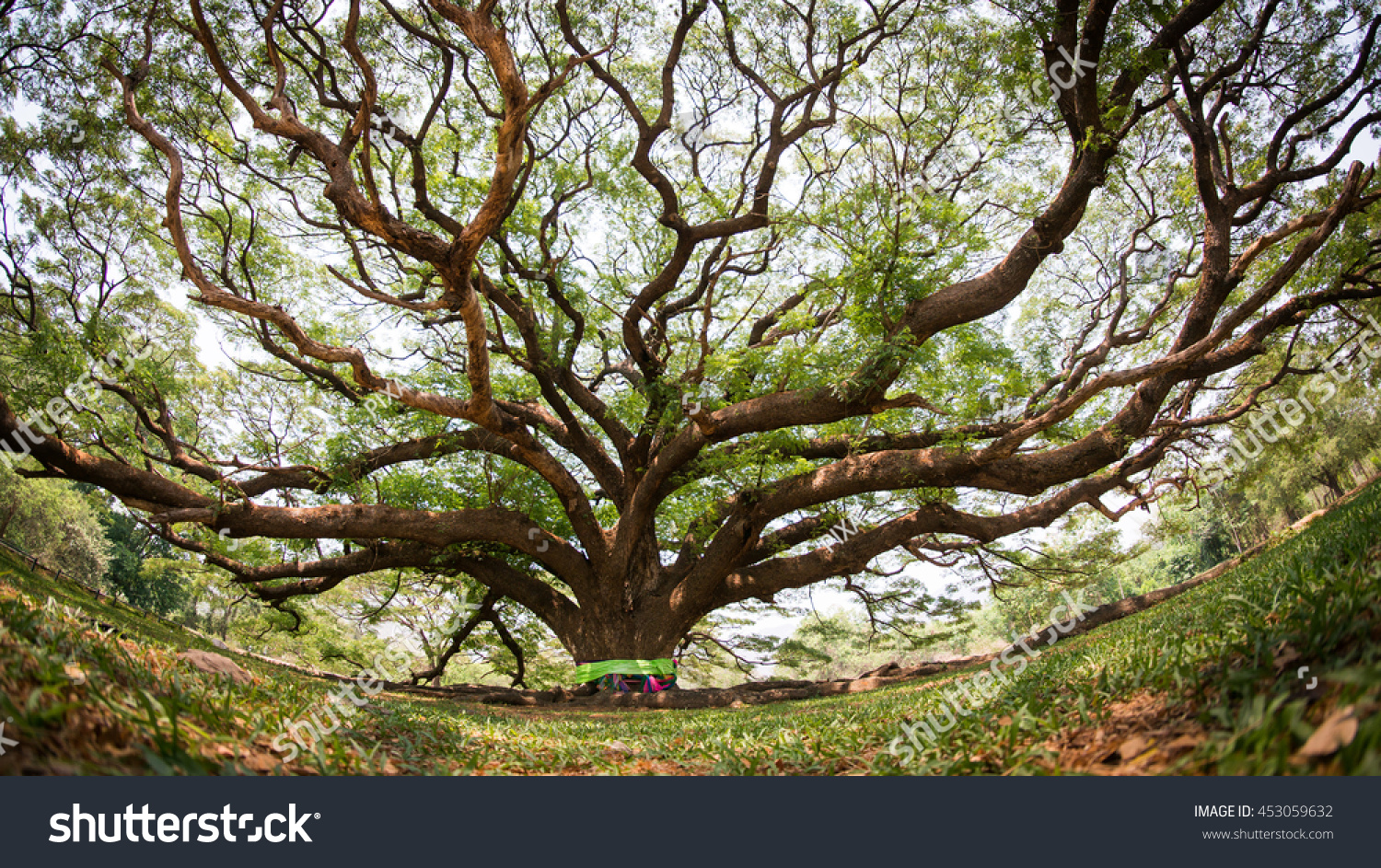 Oldest Bodhi Tree