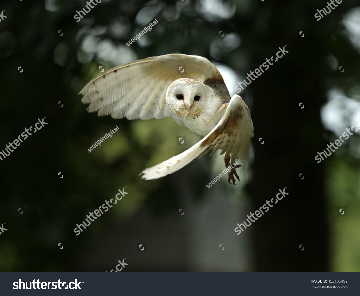 Close Barn Owl Flight Stock Photo 453186499 Shutterstock