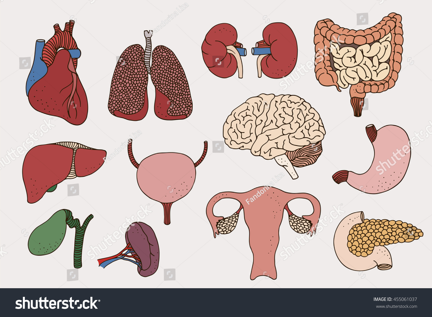 Vektor Stok Human Internal Organs Set Vector Anatomy Tanpa Royalti 455061037 Shutterstock