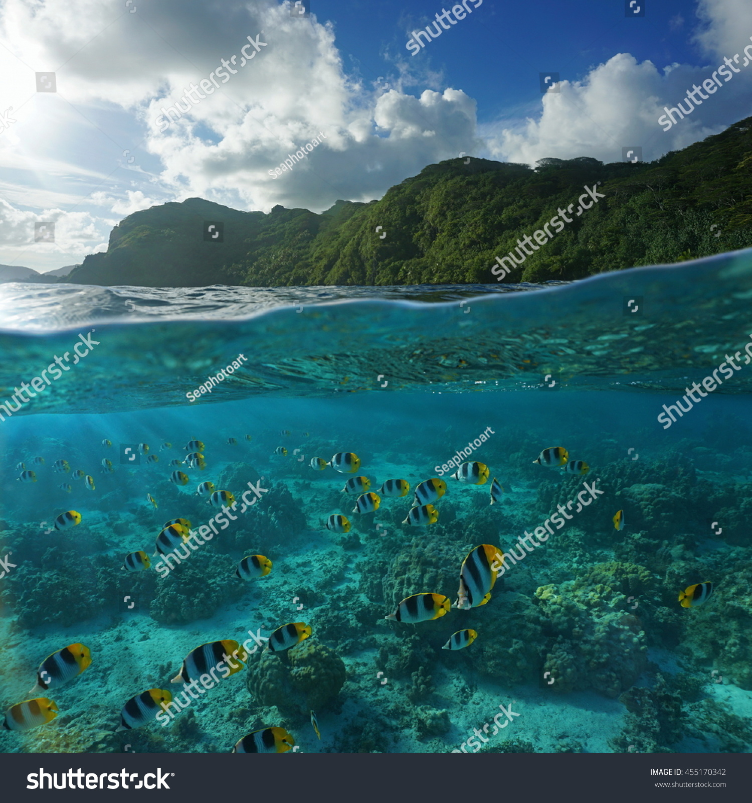 Split Image Above Below Sea Surface Stock Photo 455170342 | Shutterstock