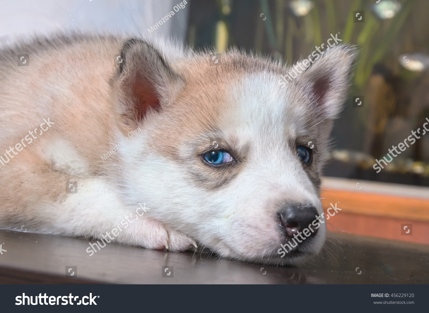 fawn siberian husky