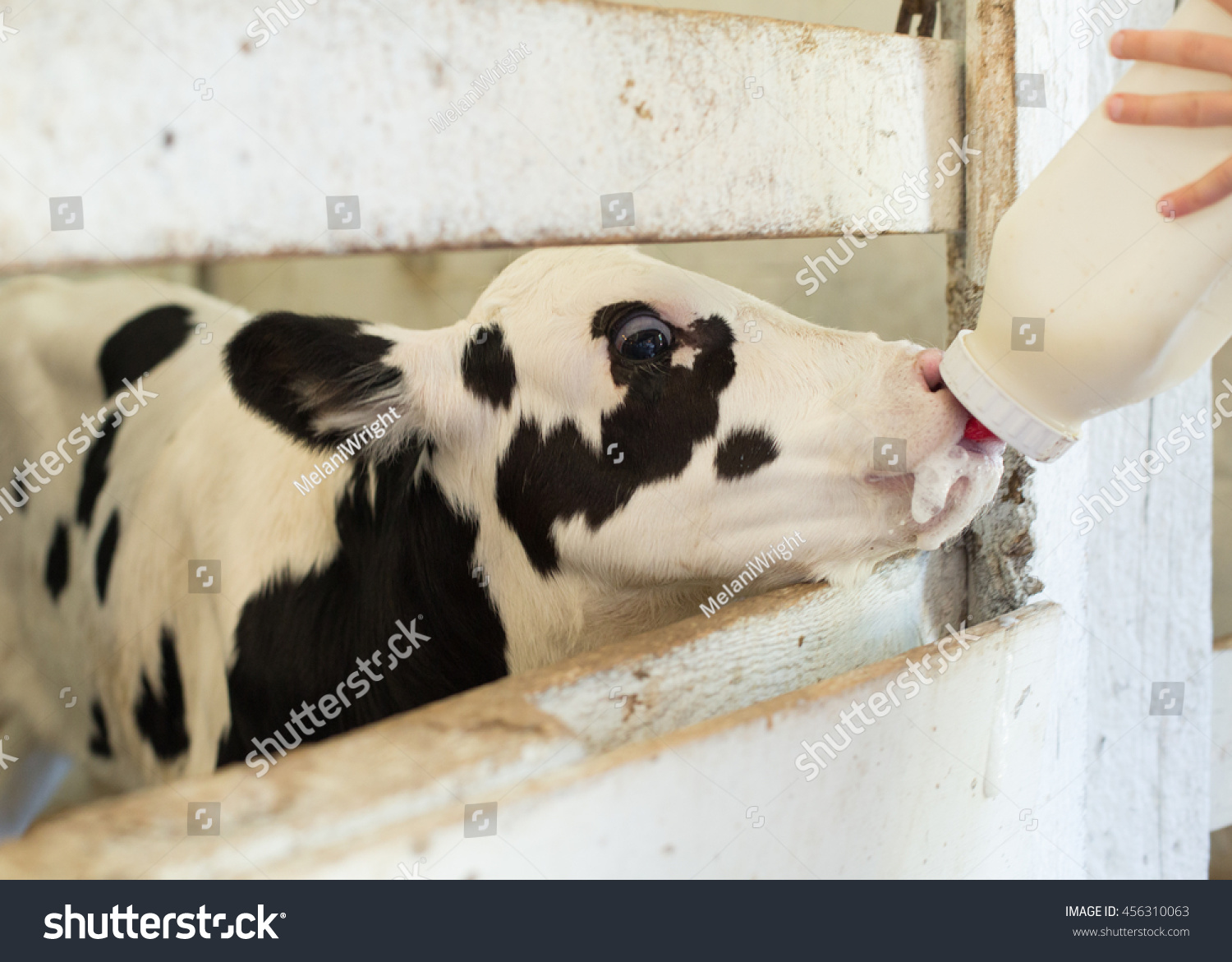 Животные пьют молоко. Поение новорожденных телят. Кормление телят. Выпойка телят.