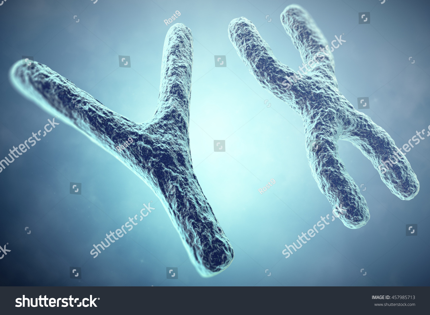 Xy Chromosome Concept Male Heterogametic Sex Stock Illustration 457985713 Shutterstock 