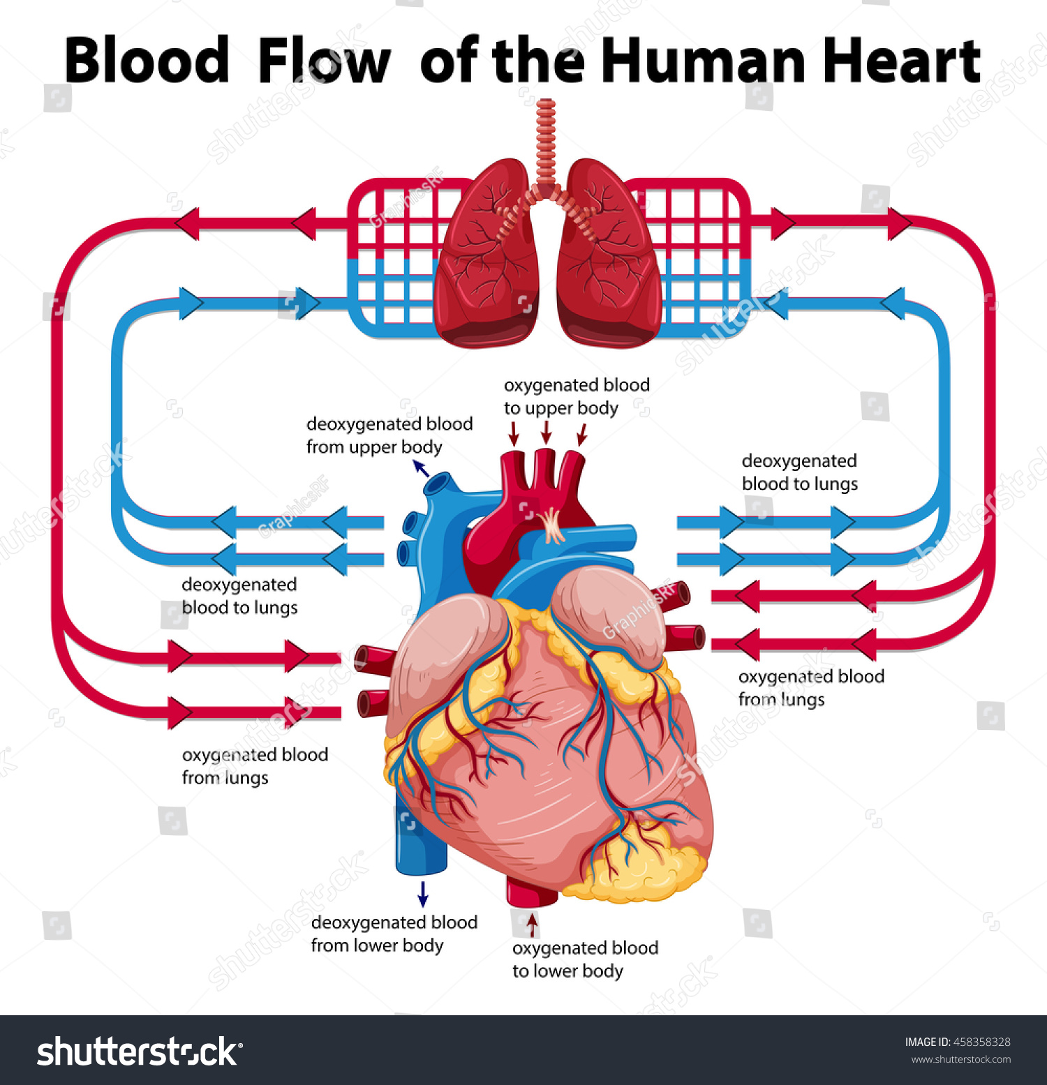 Vektor Stok Diagram Showing Blood Flow Human Heart Tanpa Royalti Biology Diagrams
