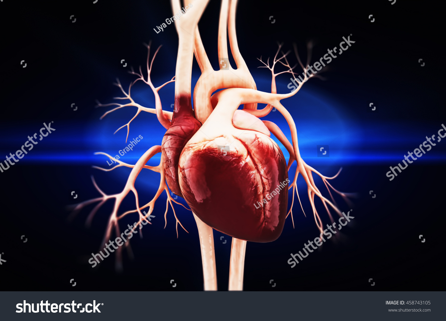 3d Anatomy Human Heart 스톡 일러스트 458743105 Shutterstock