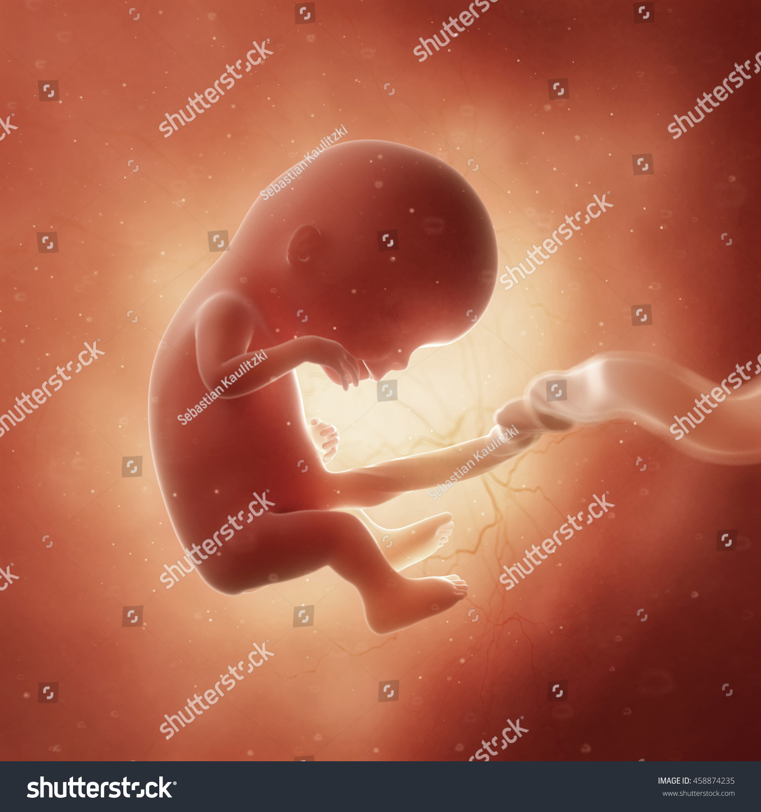 fetus after 12 weeks pregnant