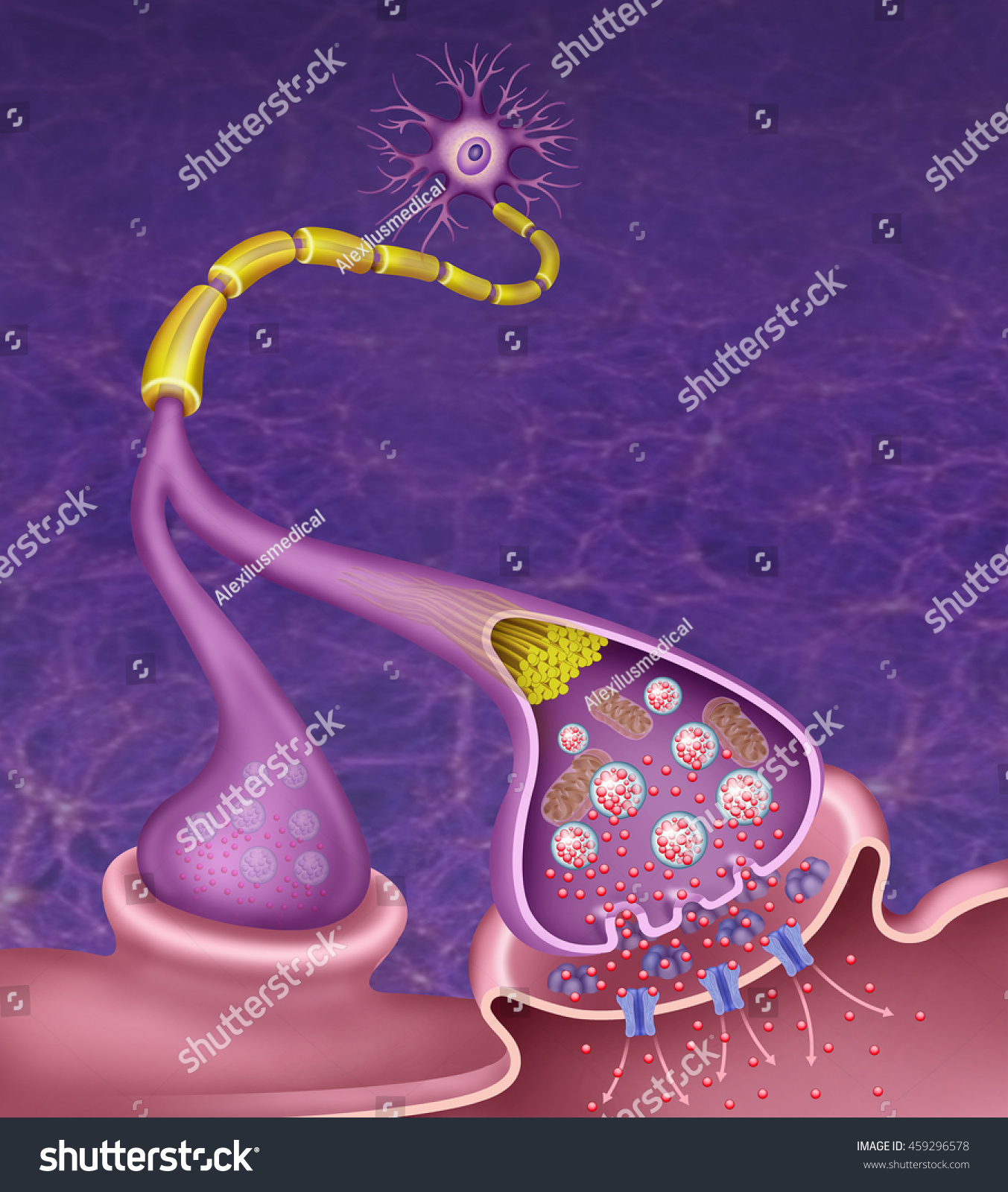 Descriptive Schematic Illustration Neuron Synapse Stock Illustration 