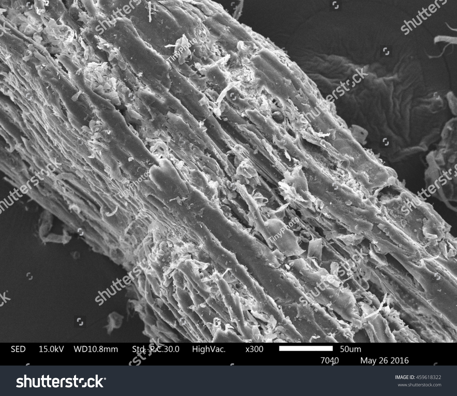 Original Scanning Electron Microscope Images Wood Stock Photo 459618322 ...