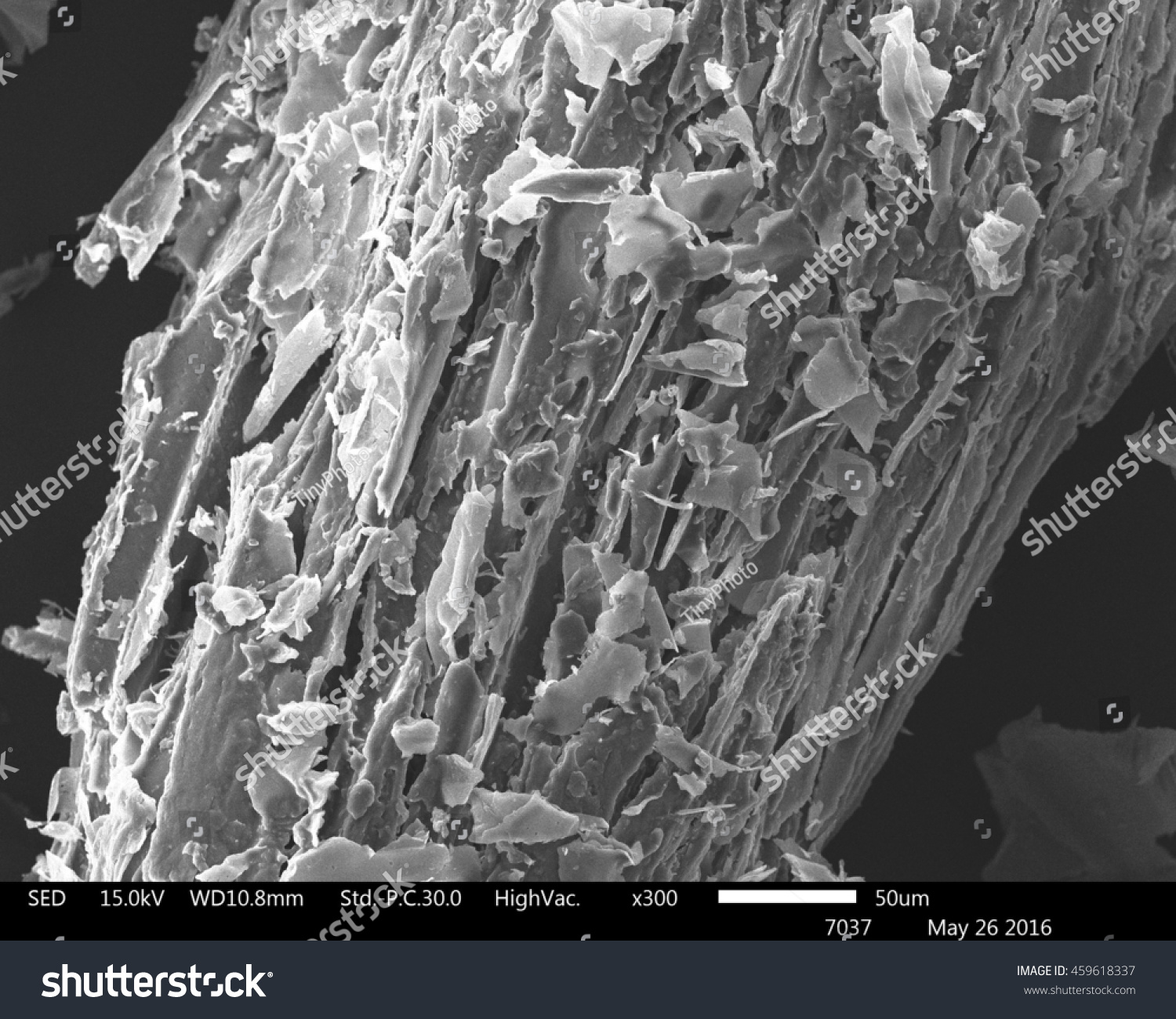 Original Scanning Electron Microscope Images Sugarcane Stock Photo ...