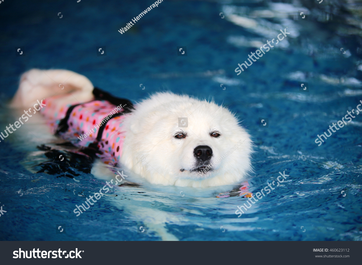 can samoyed swim