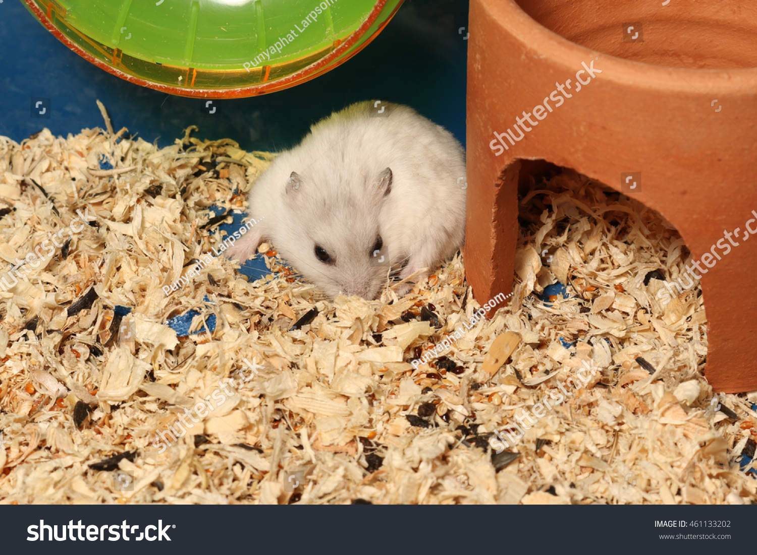 Russian Mouse Siberian Images - Usseek.com 495 