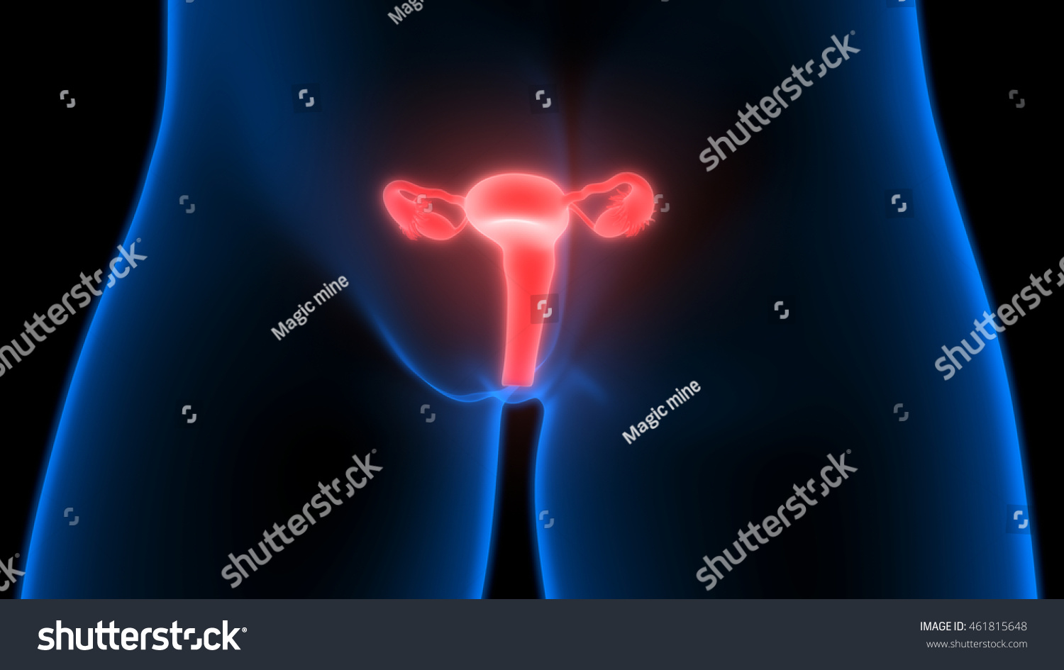 Female Reproductive System 3d Stock Illustration 461815648 Shutterstock 4563