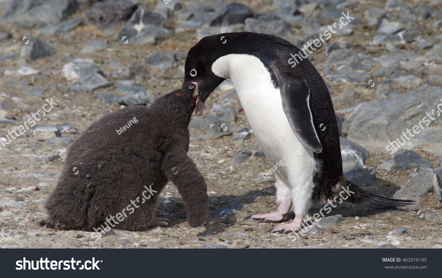 baby adelie penguins