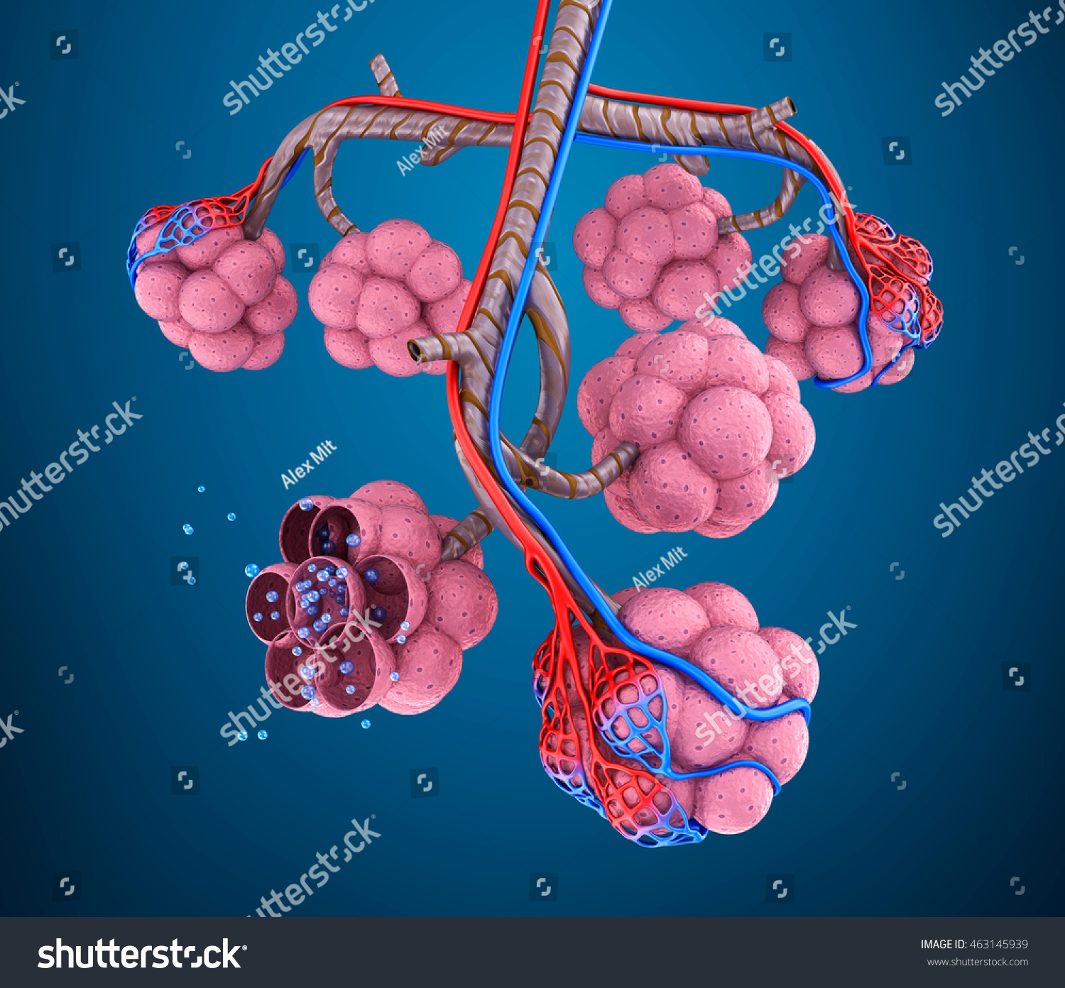 Alveoli Anatomy Human Respiratory System Blood Stock Illustration ...