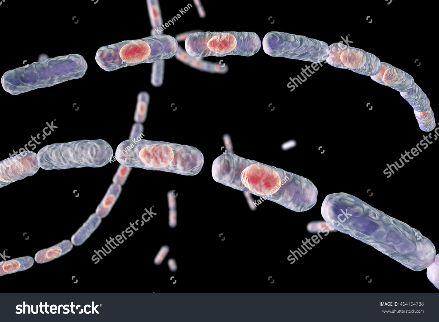 Bacillus Anthracis Grampositive Spore Forming Bacteria Stock ...