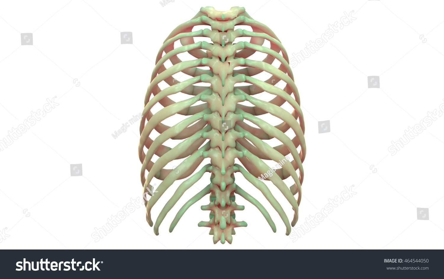 Human Skeleton Ribs Vertebral Column Anatomy Stock Illustration ...