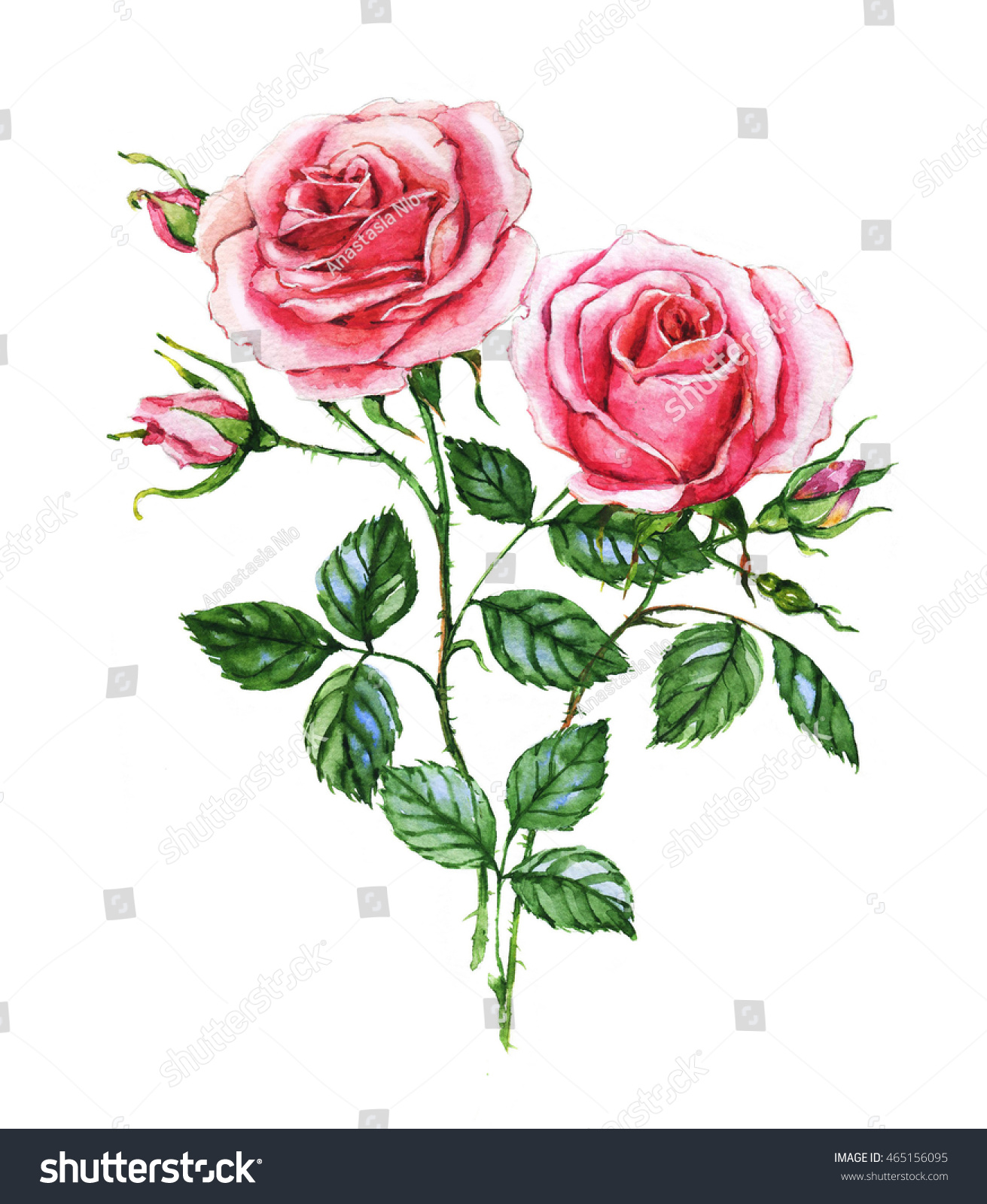 Watercolor Botanical Illustration Pink Roses Hand Stock Illustration ...