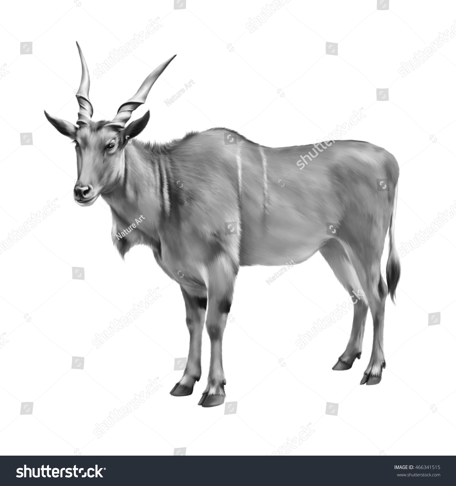 Black White Drawing Common Eland Taurotragus Stock Illustration ...