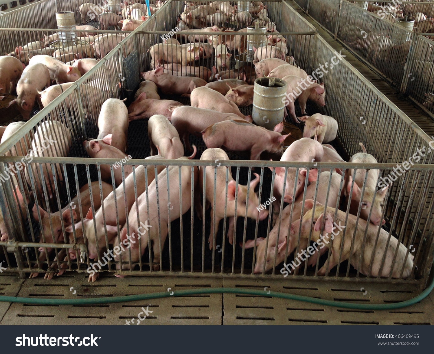 Pigs breeding farm torrent Pigs breeding farm torrent websites like torrentfreak