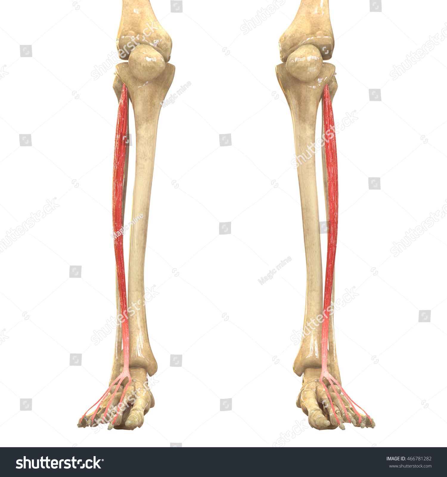 Human Body Muscles Anatomy Extensor Digitorum Stock Illustration Shutterstock