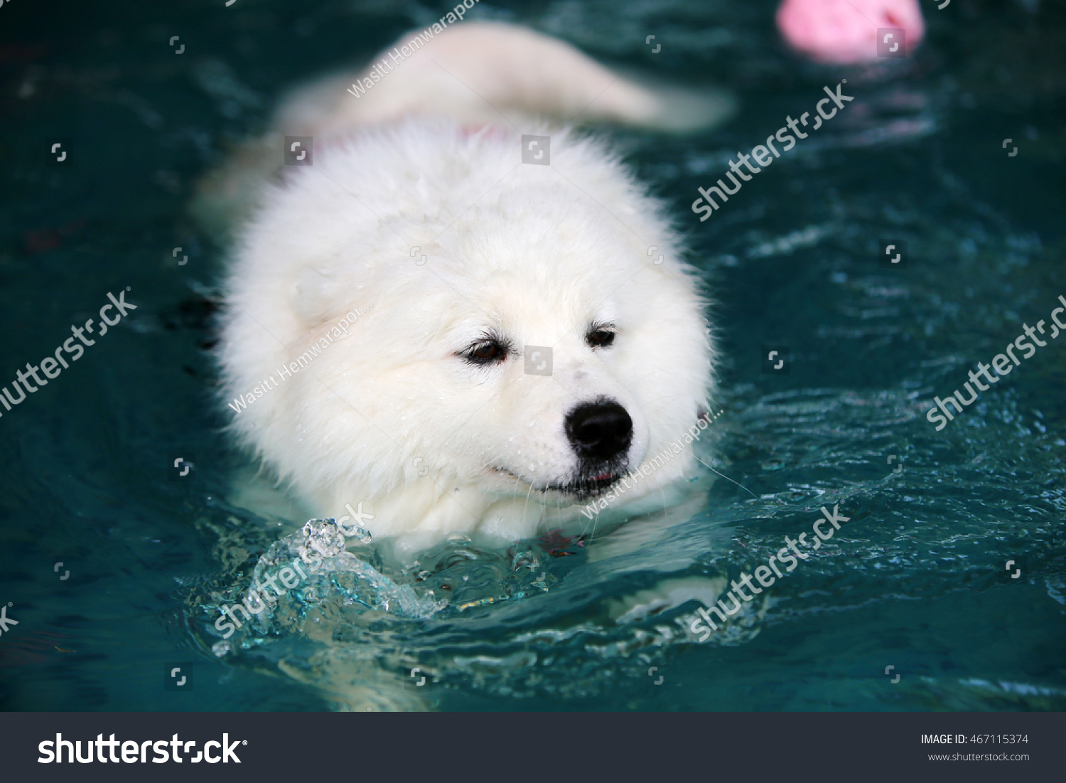 can samoyed swim