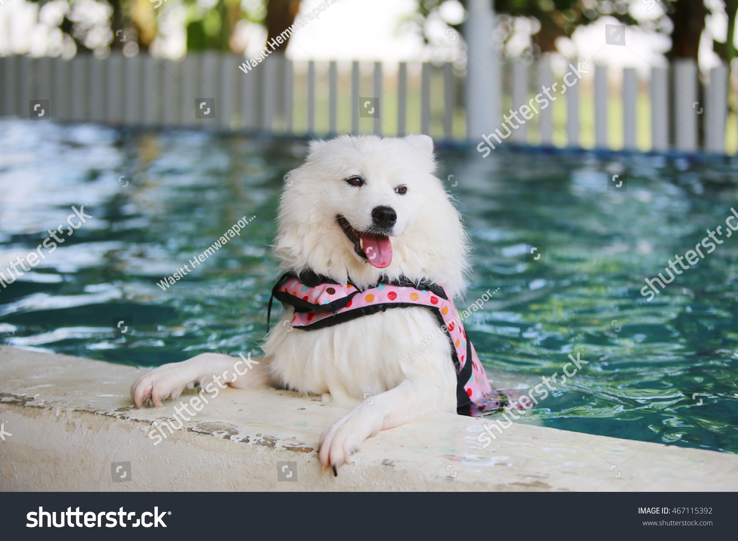 can samoyed swim