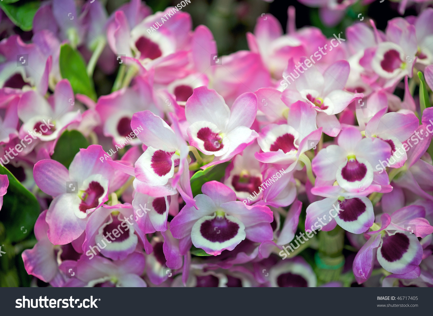 Дендробиум фото. Дендробиум. Орхидея Дендробиум (Dendrobium). Дендробиум Bright Eyes. Орхидея Дендробиум си Мэри.