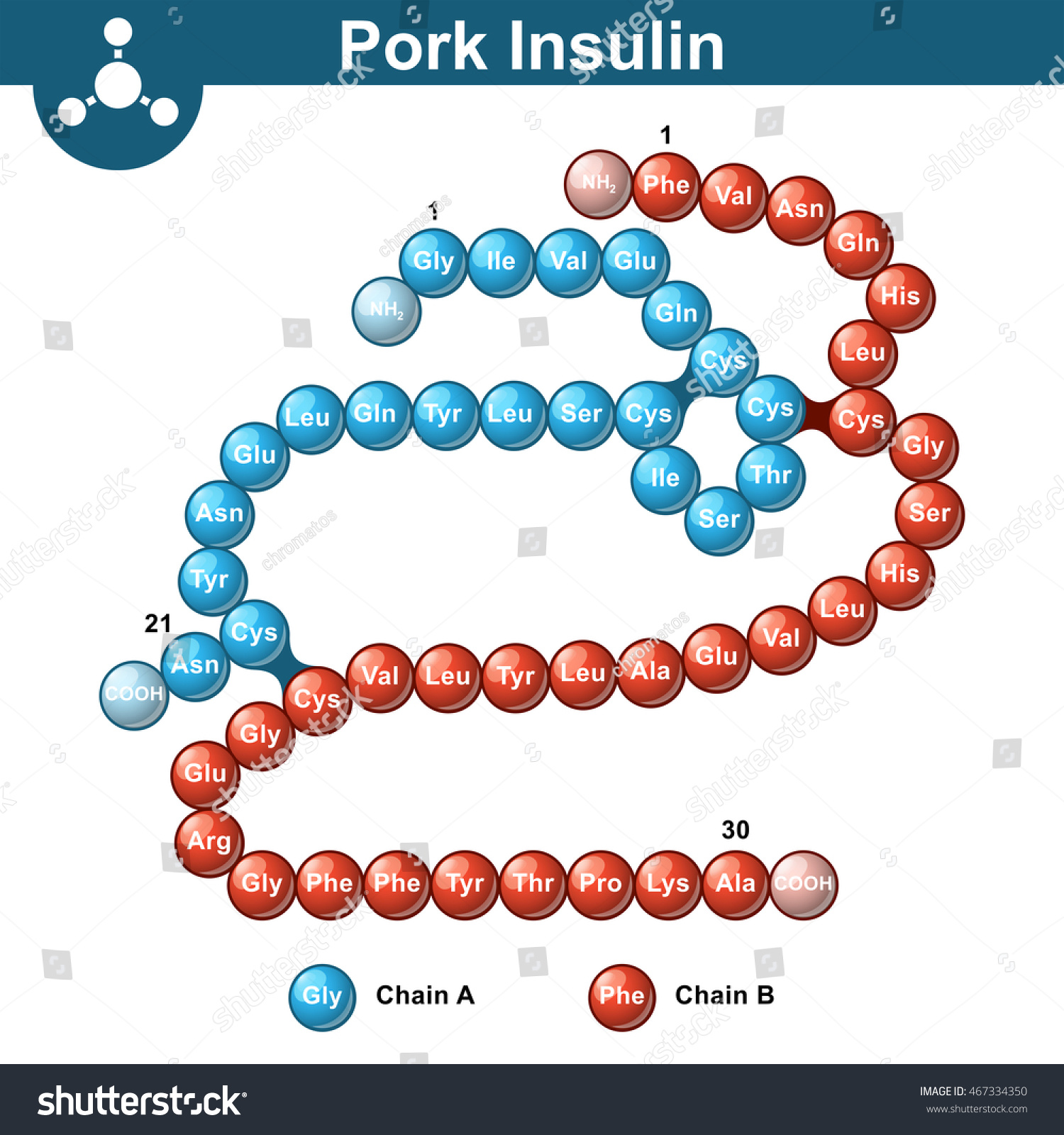 Pork Insulin Hormone Structure Two Peptide Stock Illustration 467334350 ...