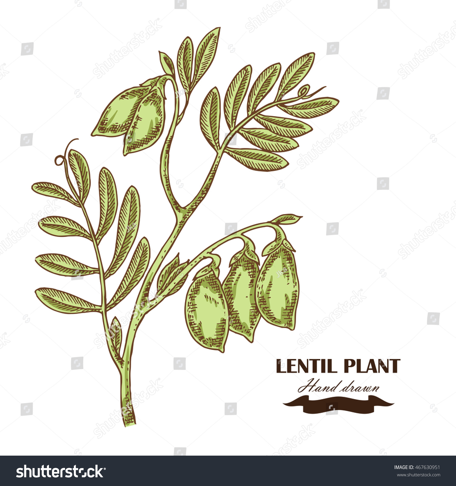 Hand Drawn Lentil Plant Vector Illustration Stock Vector (Royalty Free ...