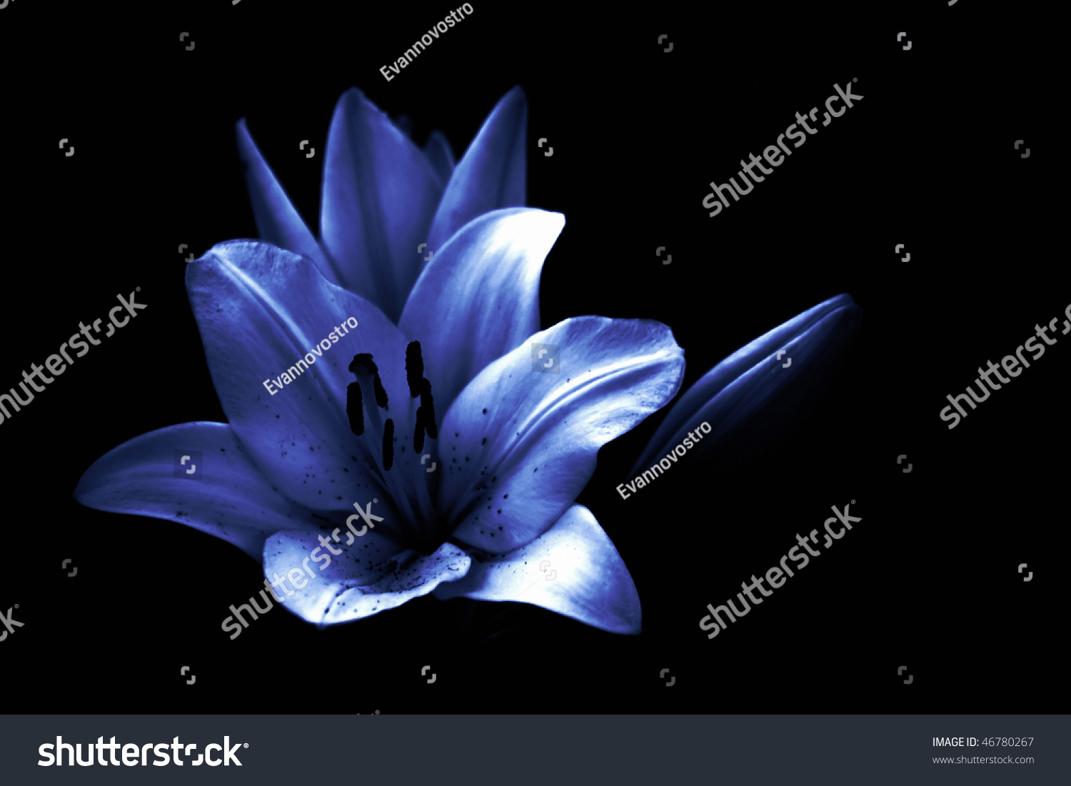 Stylized Blue Lilly Isolated On Black Stock-foto 46780267 Shutterstock.