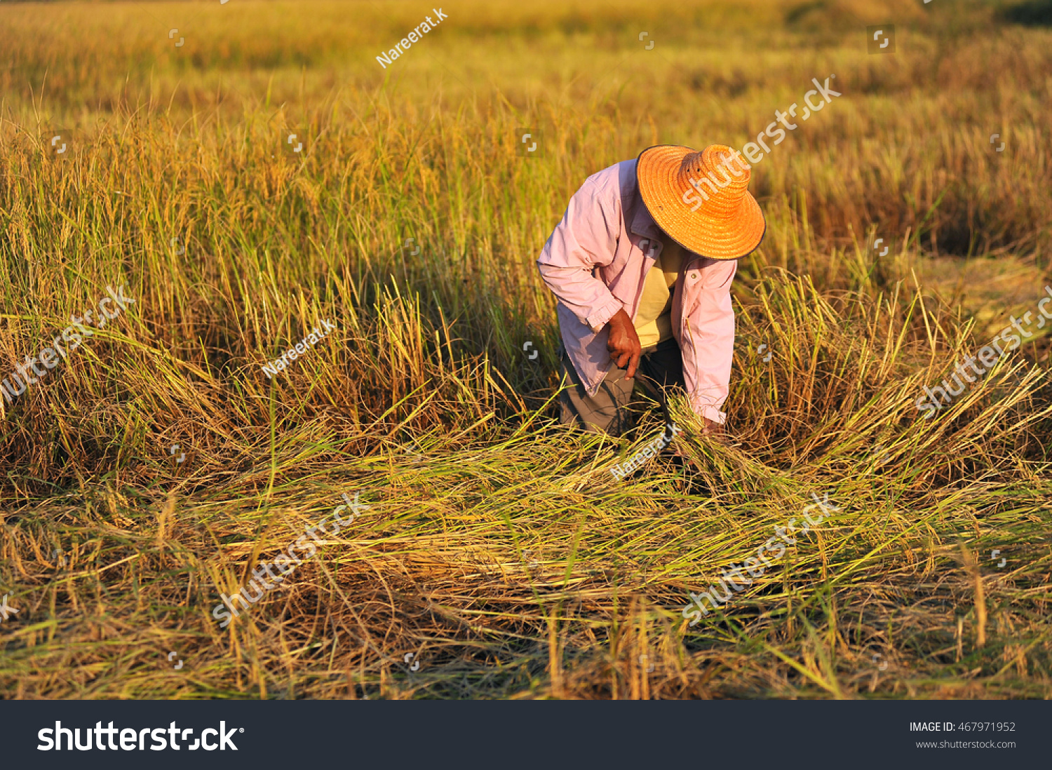 Farmer Harvesting Rice Field Stock Photo 467971952 | Shutterstock